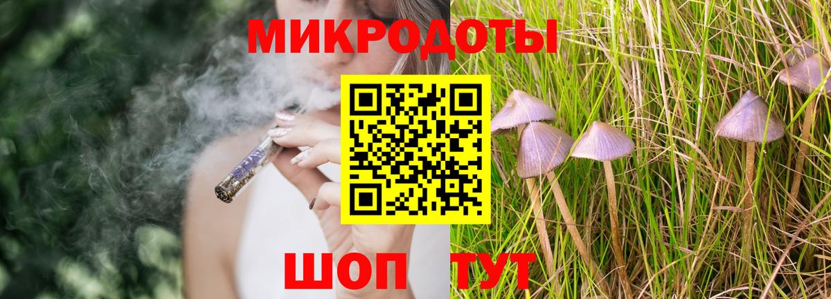 Галлюциногенные грибы Psilocybe Курчатов